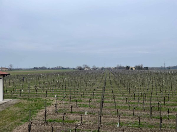 terreno agricolo in vendita a Carpi in zona Santa Croce