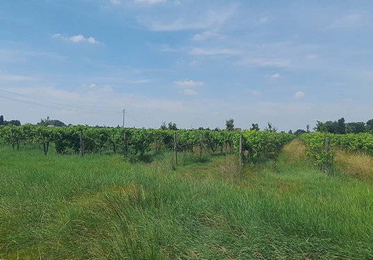 terreno agricolo in vendita a Carpi