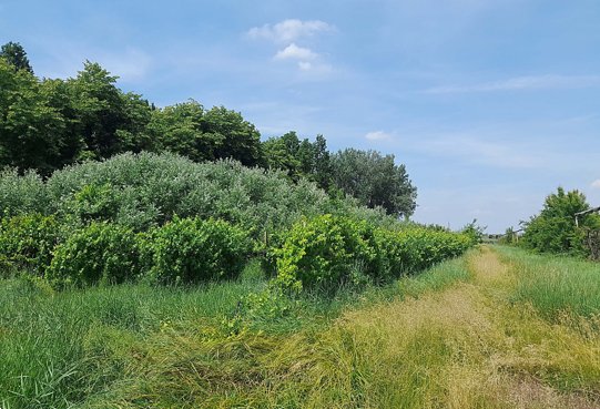 terreno agricolo in vendita a Carpi