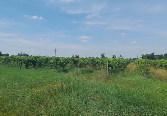 terreno agricolo in vendita a Carpi