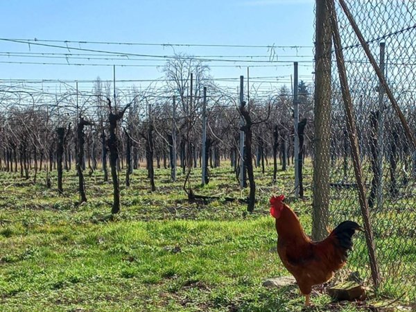 casa indipendente in vendita a Carpi in zona Santa Croce