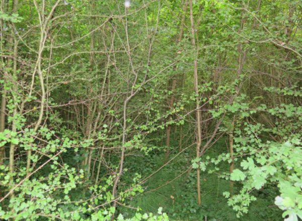 terreno edificabile in vendita a Castelfranco Emilia