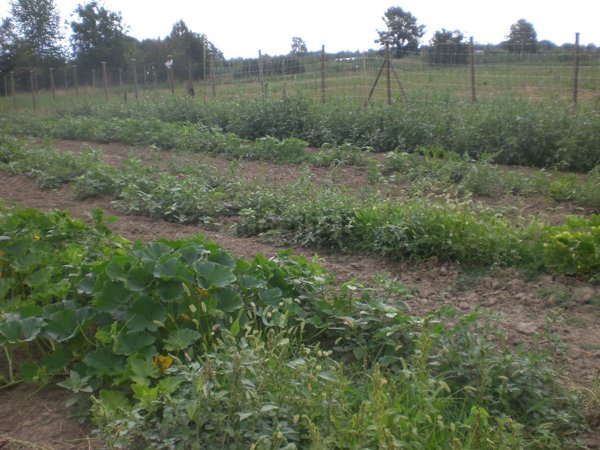 terreno edificabile in vendita a Castelnuovo Rangone in zona Cavidole
