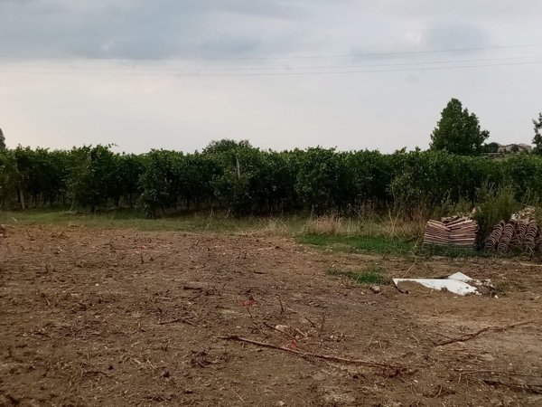 quadrivano in vendita a Castelvetro di Modena