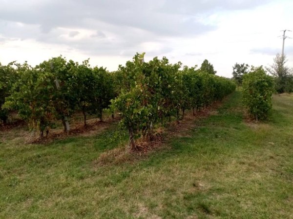 casa indipendente in vendita a Castelvetro di Modena