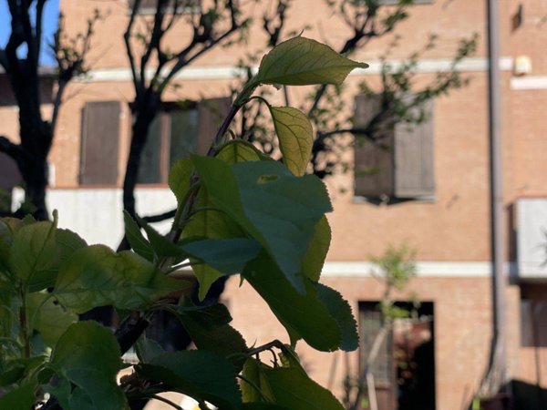 casa indipendente in vendita a Castelvetro di Modena