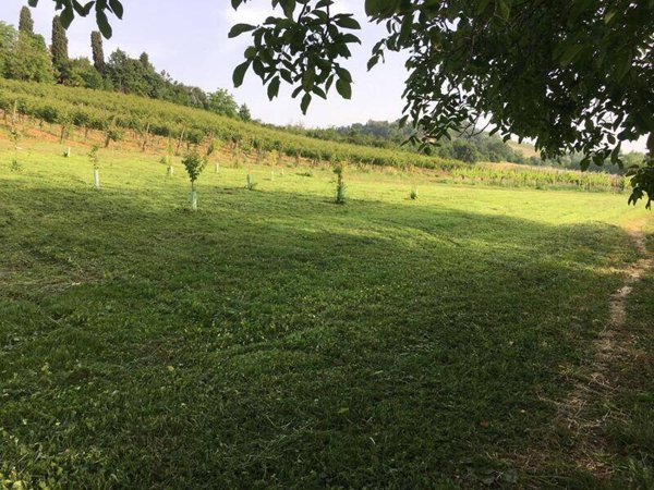 terreno agricolo in vendita a Castelvetro di Modena