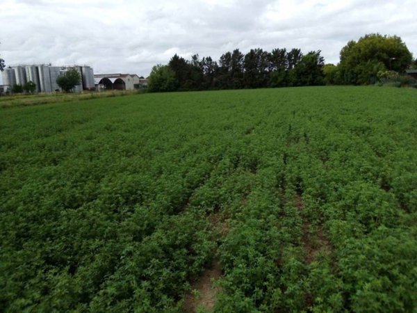 terreno agricolo in vendita a Concordia sulla Secchia