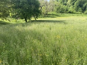terreno agricolo in vendita a Guiglia