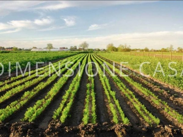 terreno agricolo in vendita a Mirandola