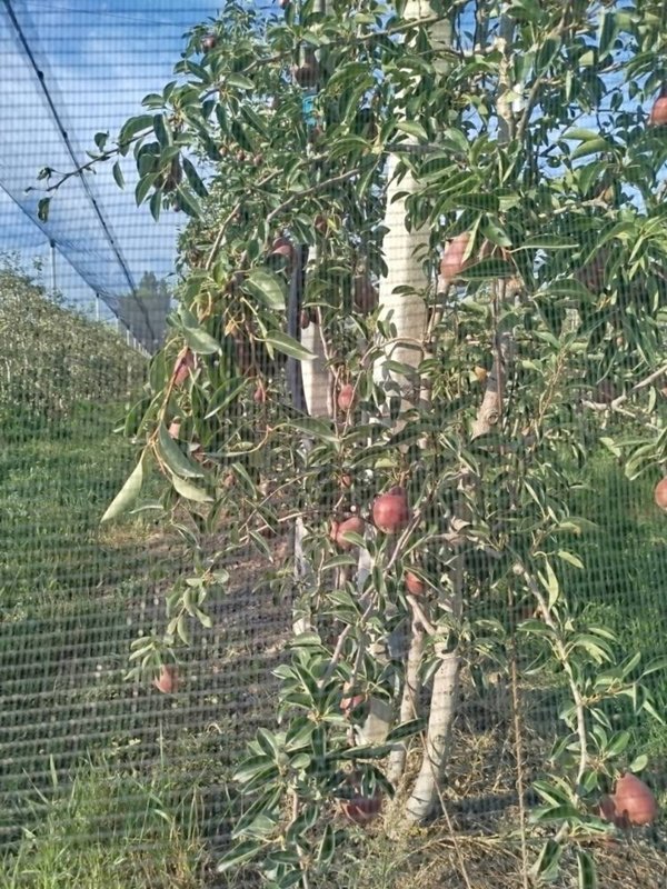 terreno agricolo in vendita a Modena in zona Centro Storico