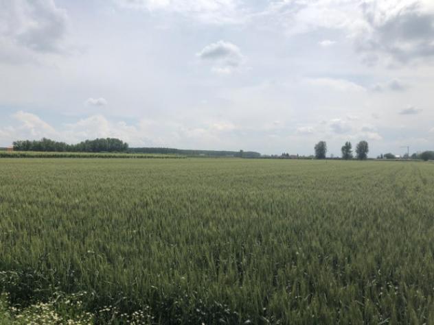 terreno agricolo in vendita a Novi di Modena in zona Sant'Antonio in Mercadello