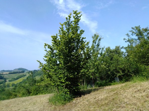 terreno agricolo in vendita a Prignano sulla Secchia
