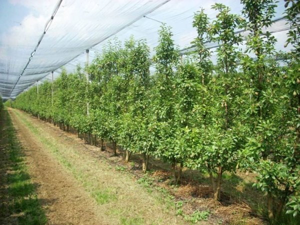 casa indipendente in vendita a San Possidonio