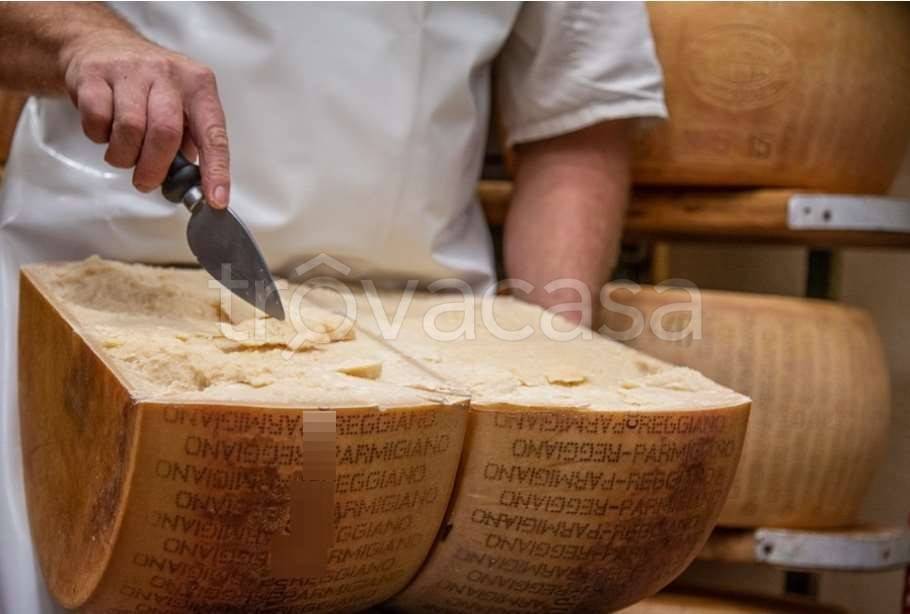 azienda agricola in vendita a San Prospero