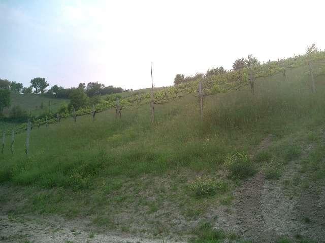 terreno agricolo in vendita a Savignano sul Panaro