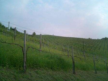 terreno agricolo in vendita a Savignano sul Panaro