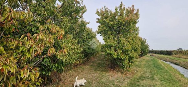 terreno agricolo in vendita a Savignano sul Panaro in zona Magazzeno