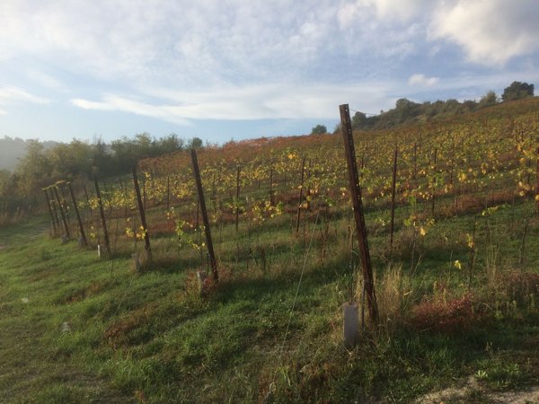 terreno agricolo in vendita a Savignano sul Panaro