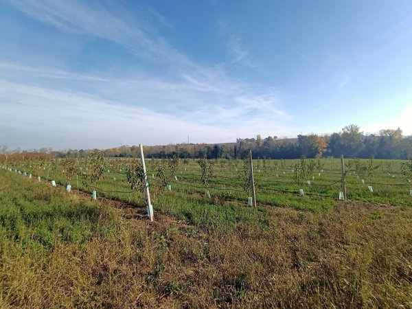 terreno agricolo in vendita a Savignano sul Panaro