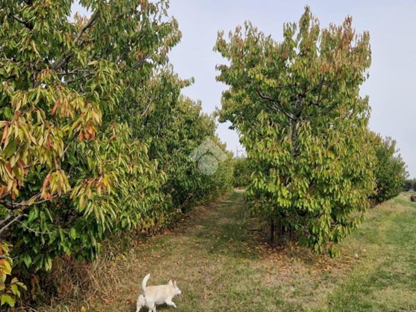 terreno agricolo in vendita a Savignano sul Panaro in zona Magazzeno