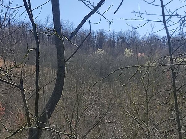 terreno agricolo in vendita a Serramazzoni in zona Riccò