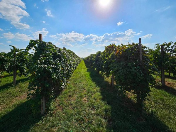 terreno agricolo in vendita a Soliera