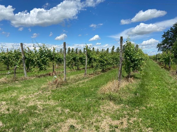 terreno agricolo in vendita a Soliera
