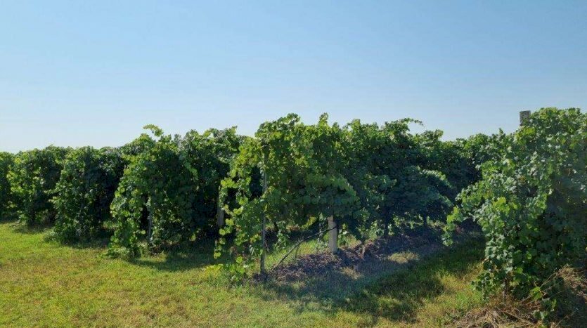 terreno agricolo in vendita a Soliera