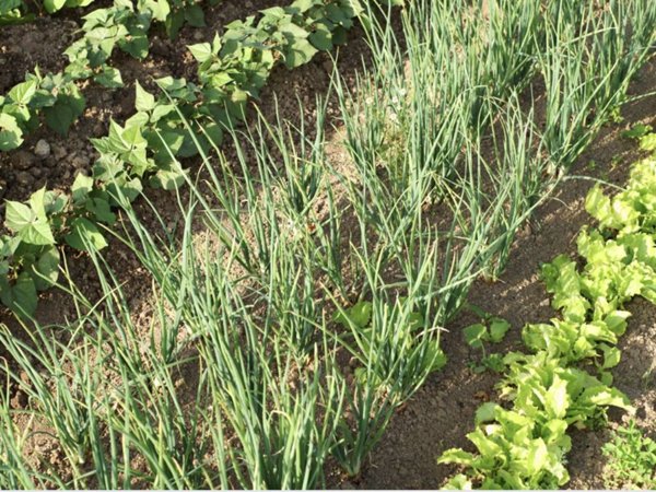 terreno agricolo in vendita a Spilamberto