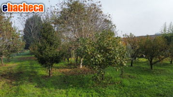 terreno edificabile in vendita a Vignola