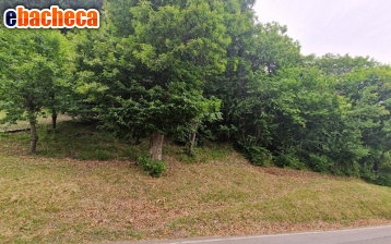 terreno agricolo in vendita a Zocca