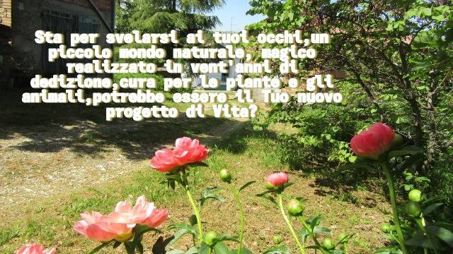 immagine annuncio 0 di 11