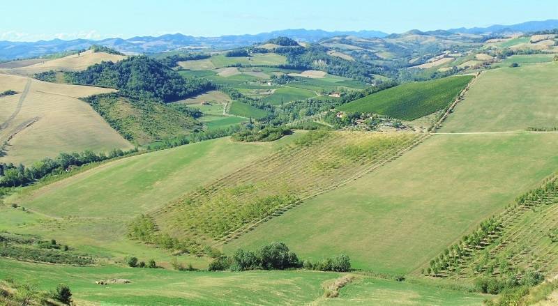 terreno agricolo in vendita a Casalfiumanese