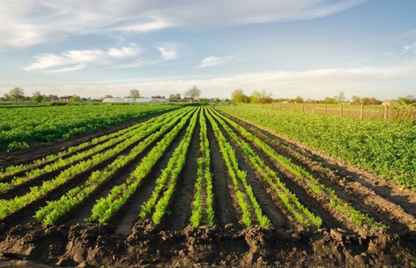 terreno agricolo in vendita a Castel San Pietro Terme in zona Gallo Bolognese