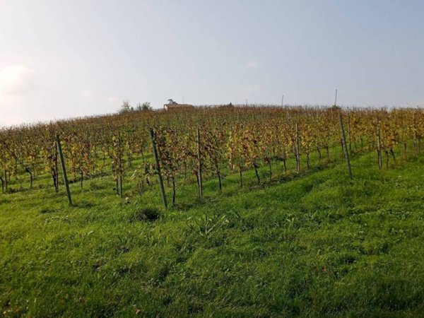 terreno agricolo in vendita a Dozza