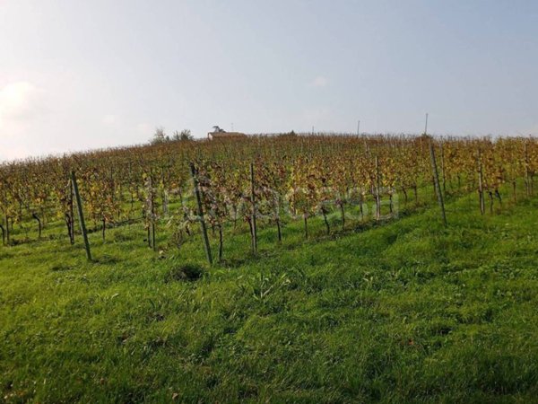 terreno agricolo in vendita a Dozza