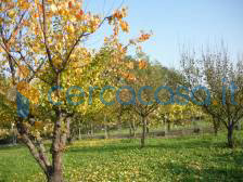 appartamento in vendita a Dozza