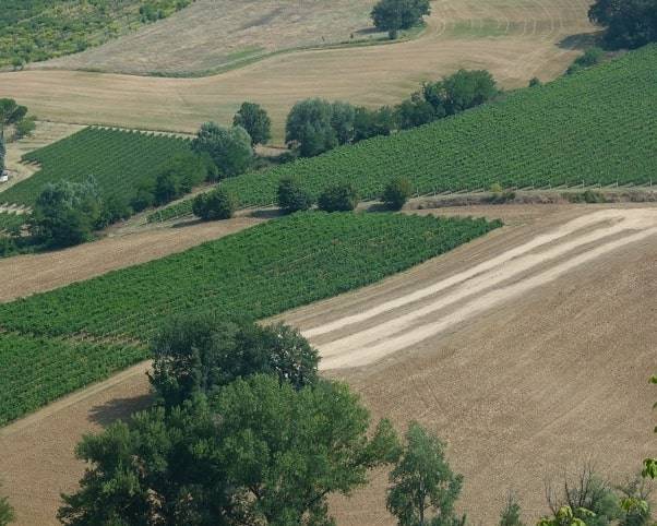 terreno agricolo in vendita ad Imola
