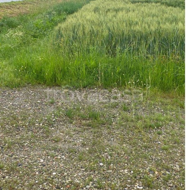 terreno agricolo in vendita ad Imola in zona Centro Storico