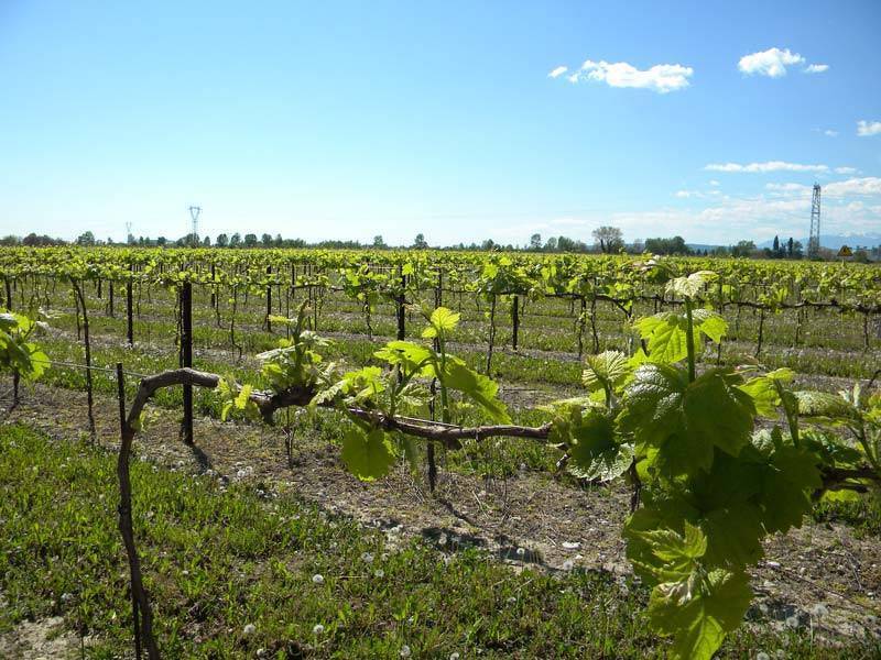 terreno agricolo in vendita ad Imola
