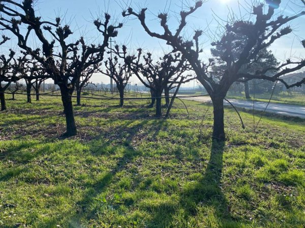 terreno agricolo in vendita ad Imola in zona Càsola Canina