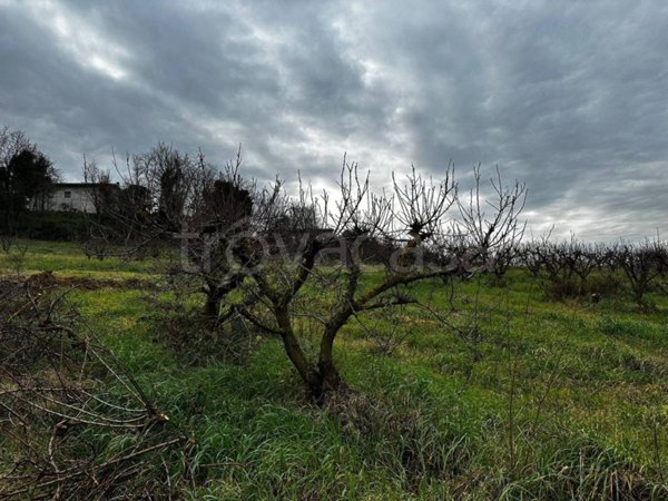 terreno agricolo in vendita ad Imola