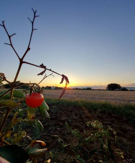 terreno agricolo in vendita ad Imola in zona Càsola Canina