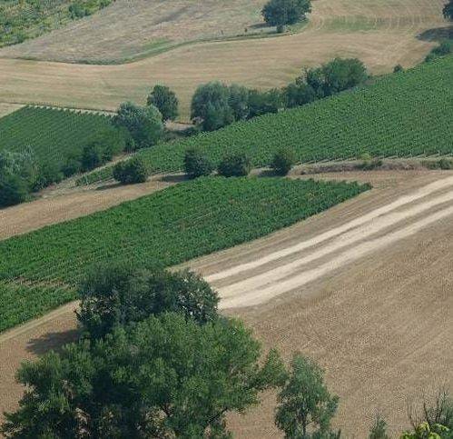 terreno agricolo in vendita ad Imola in zona Pedagna