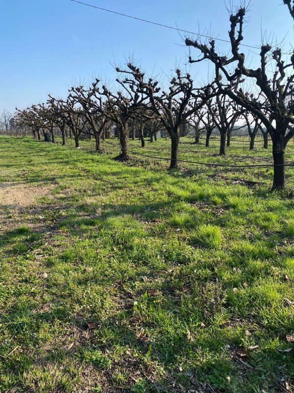 terreno agricolo in vendita ad Imola