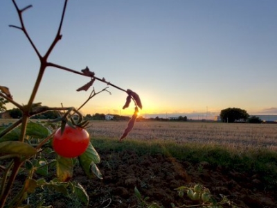 terreno agricolo in vendita ad Imola