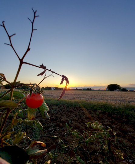 terreno agricolo in vendita ad Imola