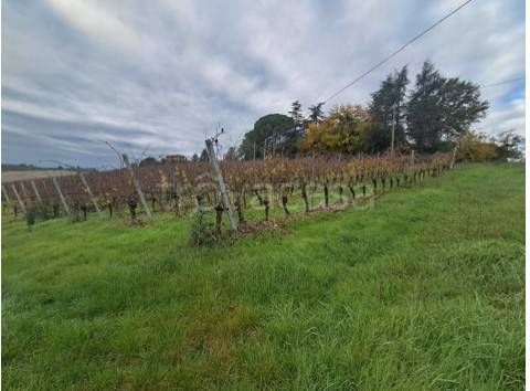 terreno agricolo in vendita ad Imola