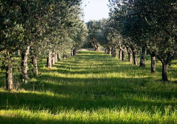 terreno agricolo in vendita ad Imola